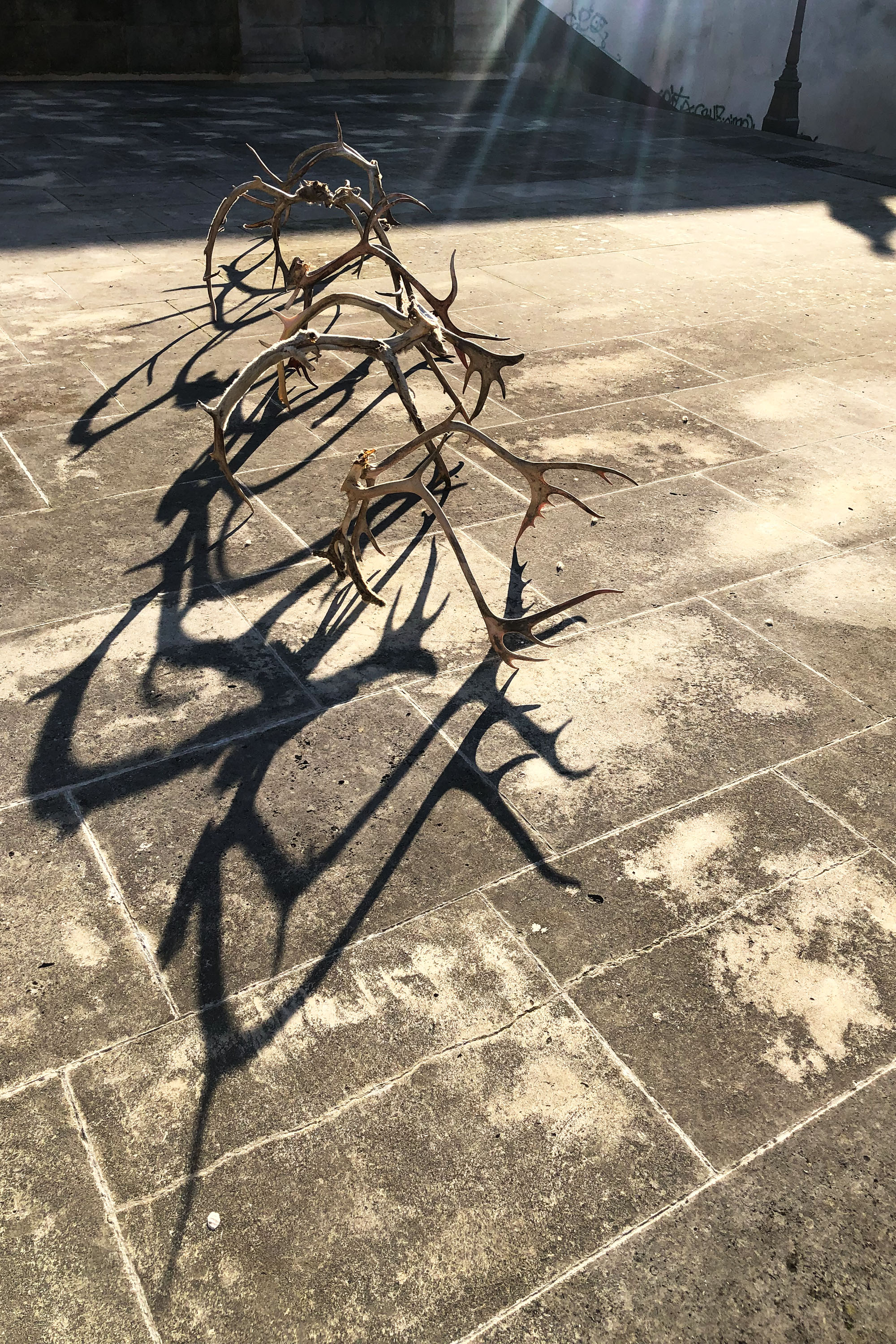 SUNNY CHICORY 70DES césar cesar elias gabriel brunel Girard Maslin Epoudry Cretté Ropponen Ihalainen Lindfors Otra Huotari Loisenpoikaart paris france 