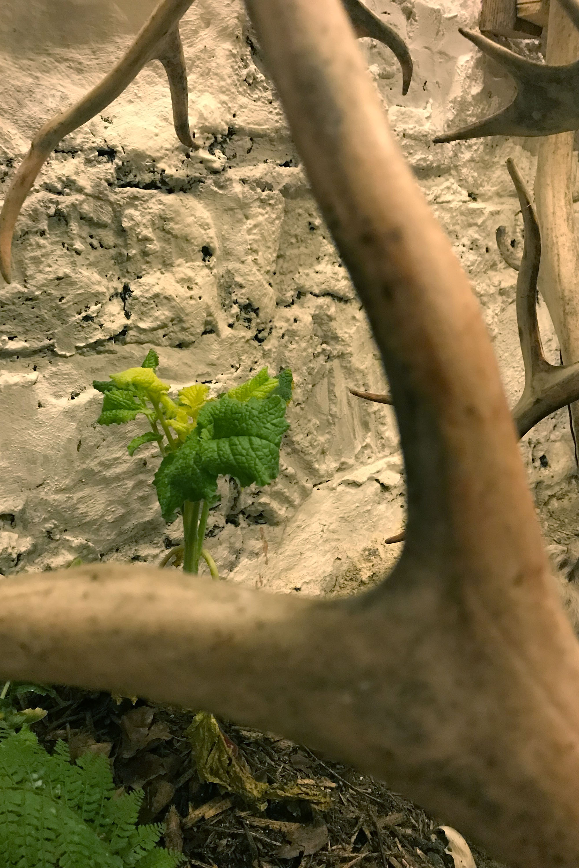 SUNNY CHICORY 70DES césar cesar elias gabriel brunel Girard Maslin Epoudry Cretté Ropponen Ihalainen Lindfors Otra Huotari Loisenpoikaart paris france 