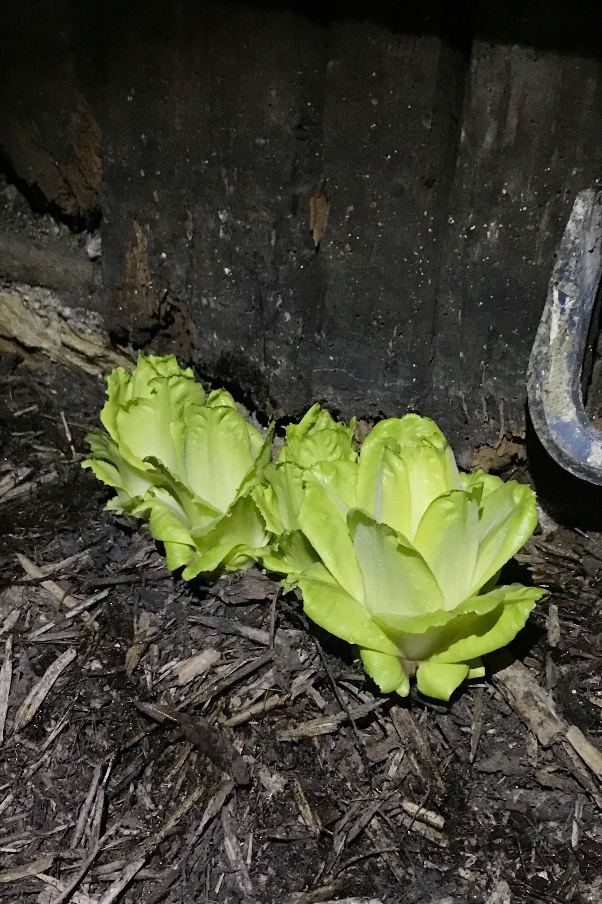 SUNNY CHICORY 70DES césar cesar elias gabriel brunel Girard Maslin Epoudry Cretté Ropponen Ihalainen Lindfors Otra Huotari Loisenpoikaart paris france 